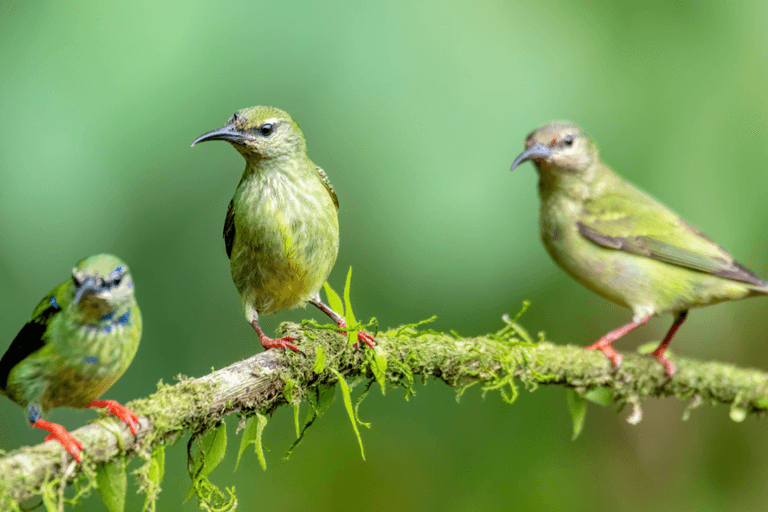 Birdwatching Tour