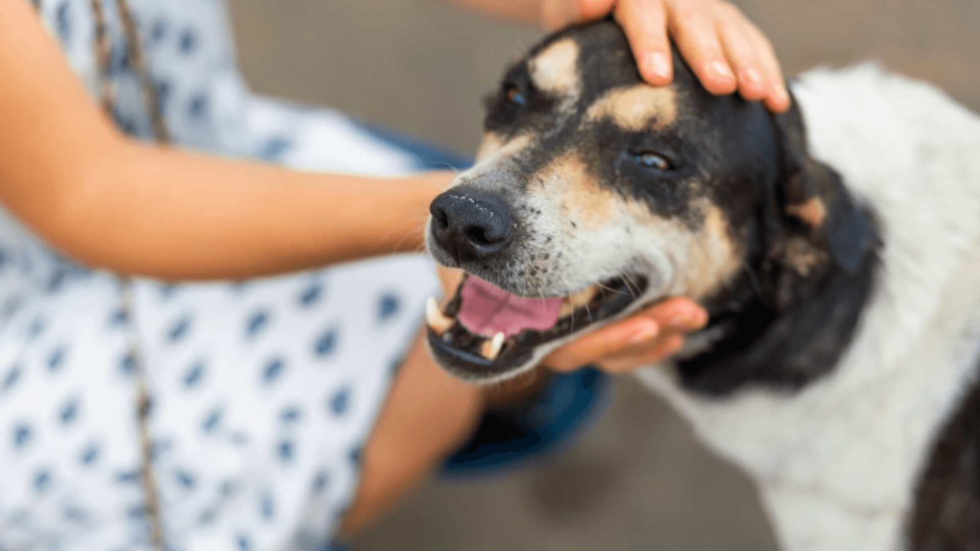 Costa Rica Dog Rescue Experience