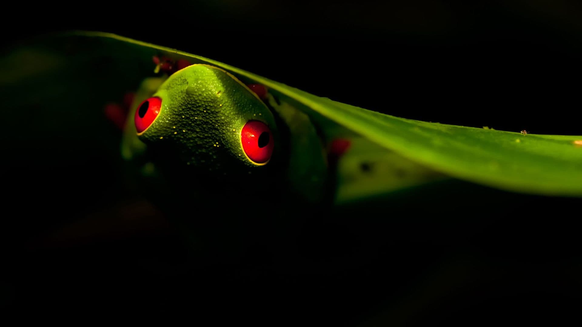 Guided Rainforest Night Hike