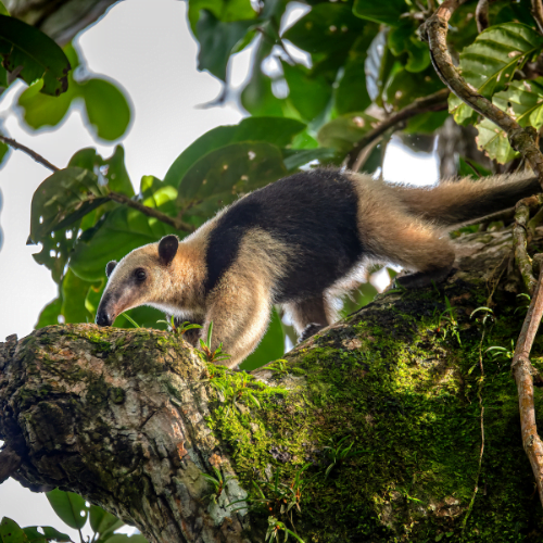 The scientific name for this species is Tamandua mexicana.​​​​​​​