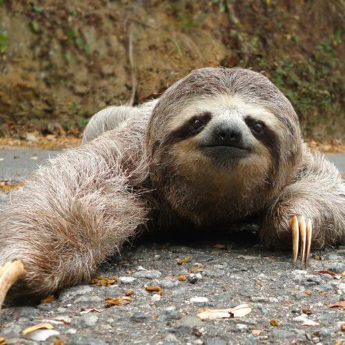 Sloth crossing a road in Costa Rica