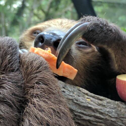 Sloth eating fruit in Costa Rica