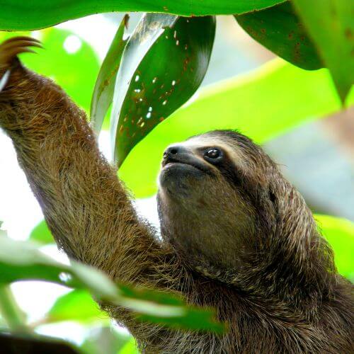 Sloth reaching for leaves in Costa Rica