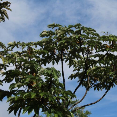 Cecropia tree in Costa Rica