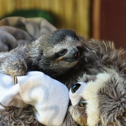 Baby sloth cuddling with a stuffed toy