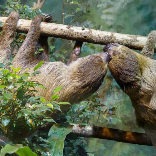 Two sloths share a tender moment on a branch in Costa Rica