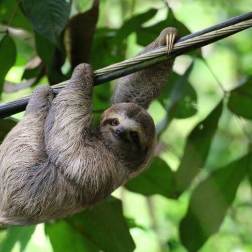 Sloth hanging from a cable in Costa Rica